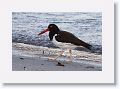 Day3-PM-LasAnimas - 51 * American Oyster Catcher. * American Oyster Catcher.